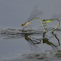 Common Bluetail