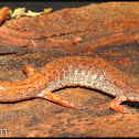 Four-toed Salamander
