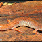 Four-toed Salamander