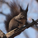 Korean tree squirrel