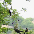 House Crow