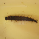 Fishfly Larva