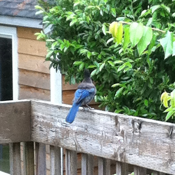 Spotting Image 1