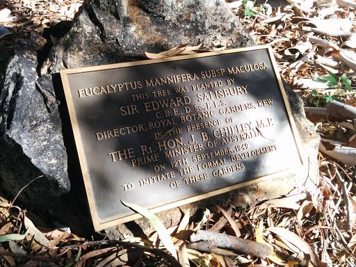 Eucalyptus Maniffera Planted by Former Prime Minister Chifley