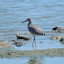 Willet