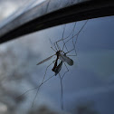 Crane Fly