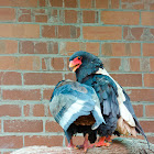 Bateleur