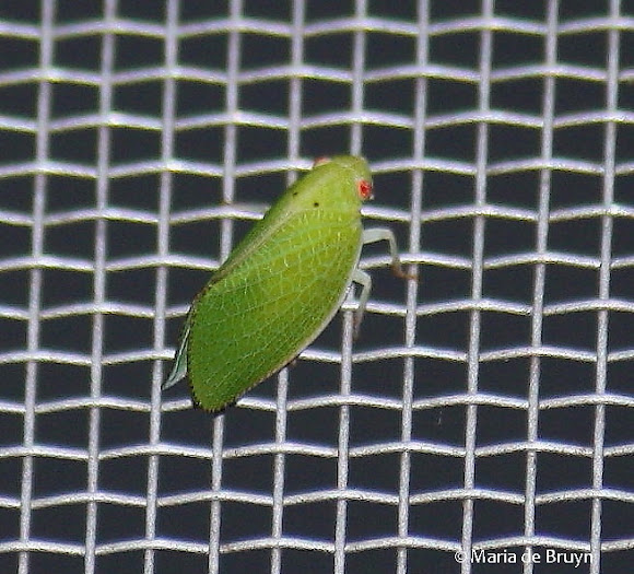 Spotting Image 1