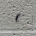 Black Slug