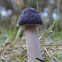 Russula ?