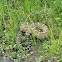Western rattlesnake or northern pacific rattlesnake.