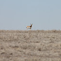 Pronghorn