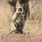 Hanuman langur