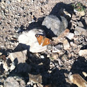 Hackberry emperor