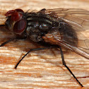 Common House Fly