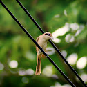 Brown Shrike