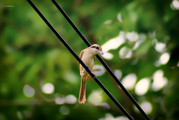 Spotting Image 1