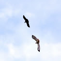Red Tailed Hawk