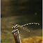 Onychogomphus uncatus
