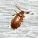 Darkling Beetle