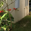 Ruby-throated Hummingbird(?)