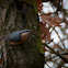 Nuthatch