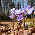 Hepatica