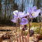 Hepatica