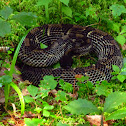 Timber Rattlesnake