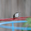 Ruby Throated Hummingbird