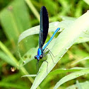 Ebony Jewelwing