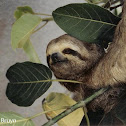 Three-toed sloth