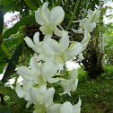 Dendrobium