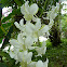 Dendrobium