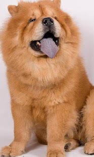 How to install Chow Chow Wallpapers patch 1.0 apk for pc