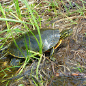Painted Turtle