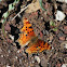 Green Comma Butterfly