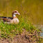 Egyptian Goose
