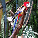 Crimson Rosella