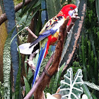 Crimson Rosella