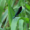 Ebony Jewelwing