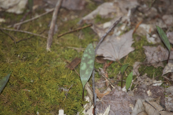 Spotting Image 1