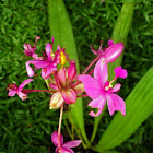 Philippine Ground Orchid