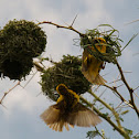 African Golden Weaver