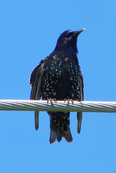 Spotting Image 1