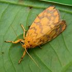 tigermoth