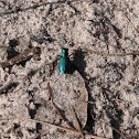 Festive Tiger Beetle