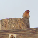 House Finch