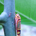 Leafhopper