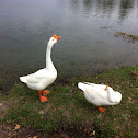 Goose